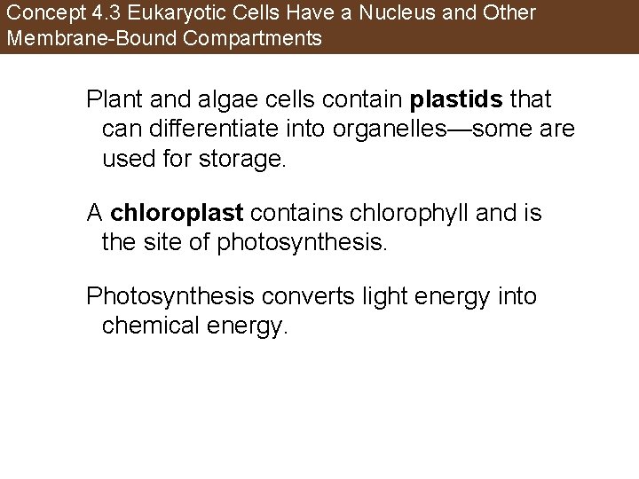 Concept 4. 3 Eukaryotic Cells Have a Nucleus and Other Membrane-Bound Compartments Plant and