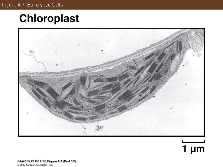 Figure 4. 7 Eukaryotic Cells 