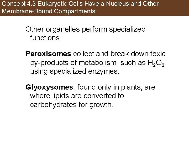 Concept 4. 3 Eukaryotic Cells Have a Nucleus and Other Membrane-Bound Compartments Other organelles