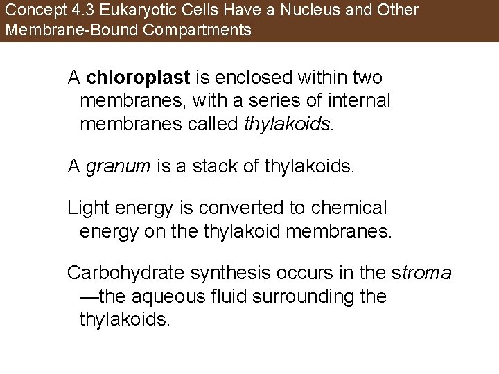 Concept 4. 3 Eukaryotic Cells Have a Nucleus and Other Membrane-Bound Compartments A chloroplast