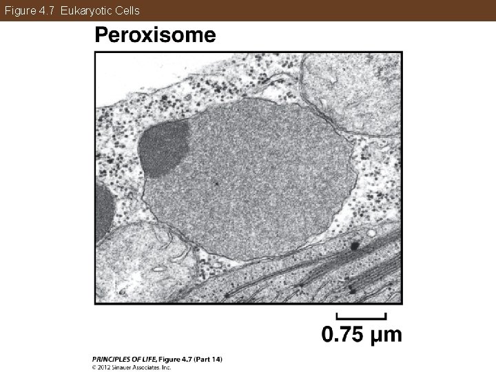 Figure 4. 7 Eukaryotic Cells 