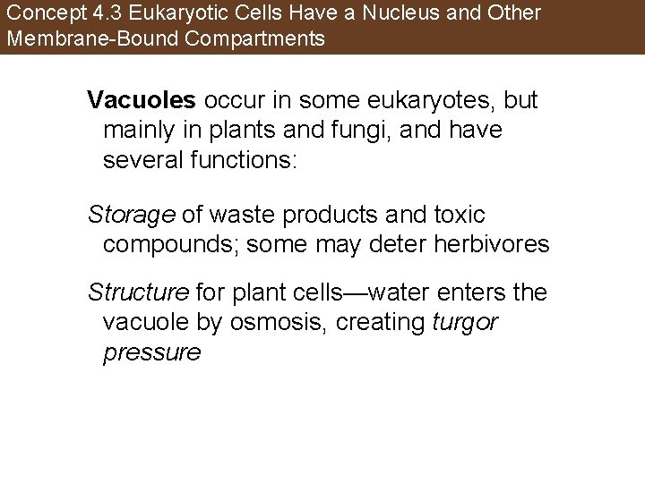 Concept 4. 3 Eukaryotic Cells Have a Nucleus and Other Membrane-Bound Compartments Vacuoles occur