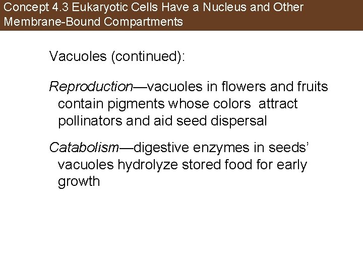 Concept 4. 3 Eukaryotic Cells Have a Nucleus and Other Membrane-Bound Compartments Vacuoles (continued):