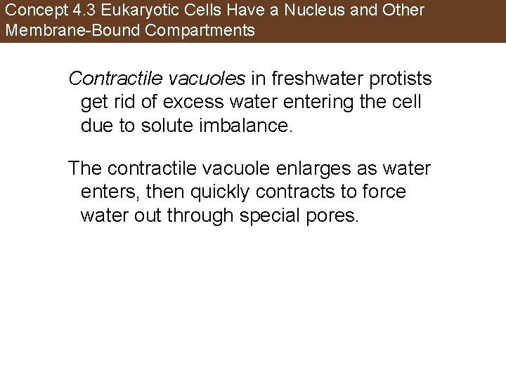 Concept 4. 3 Eukaryotic Cells Have a Nucleus and Other Membrane-Bound Compartments Contractile vacuoles