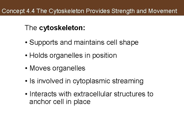 Concept 4. 4 The Cytoskeleton Provides Strength and Movement The cytoskeleton: • Supports and