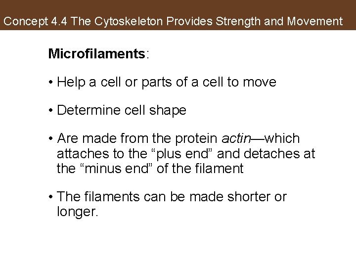 Concept 4. 4 The Cytoskeleton Provides Strength and Movement Microfilaments: • Help a cell
