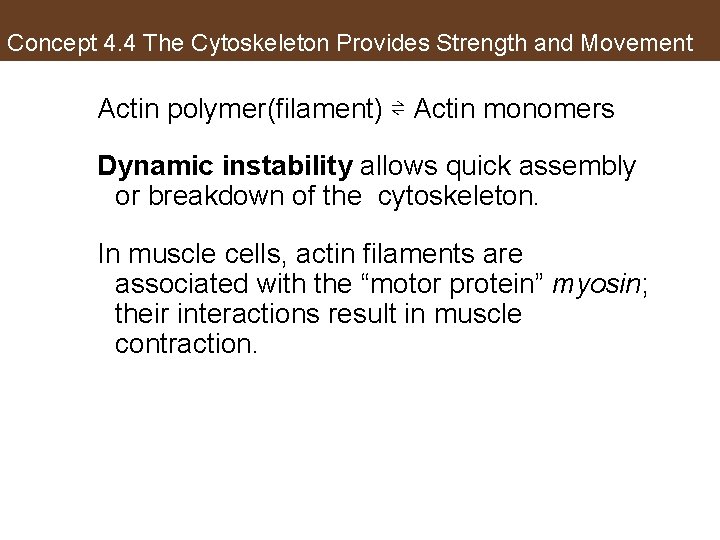 Concept 4. 4 The Cytoskeleton Provides Strength and Movement Actin polymer(filament) ⇌ Actin monomers