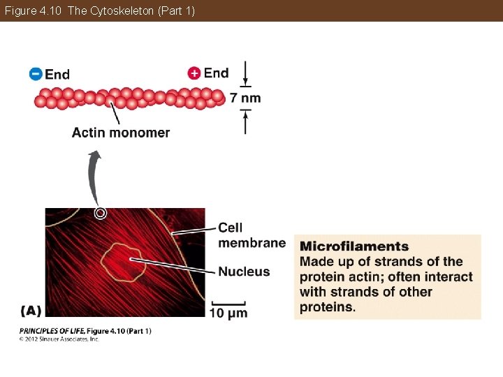 Figure 4. 10 The Cytoskeleton (Part 1) 