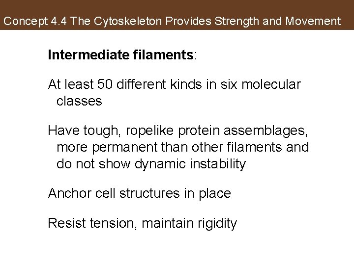 Concept 4. 4 The Cytoskeleton Provides Strength and Movement Intermediate filaments: At least 50