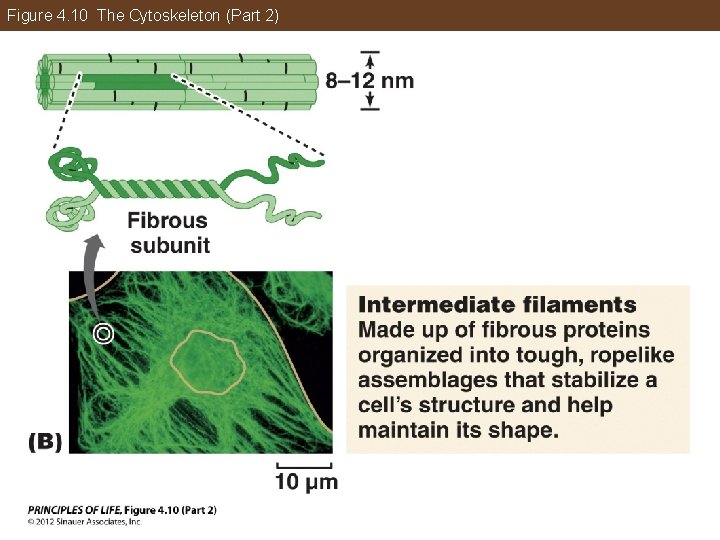 Figure 4. 10 The Cytoskeleton (Part 2) 