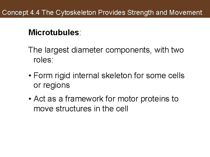 Concept 4. 4 The Cytoskeleton Provides Strength and Movement Microtubules: The largest diameter components,