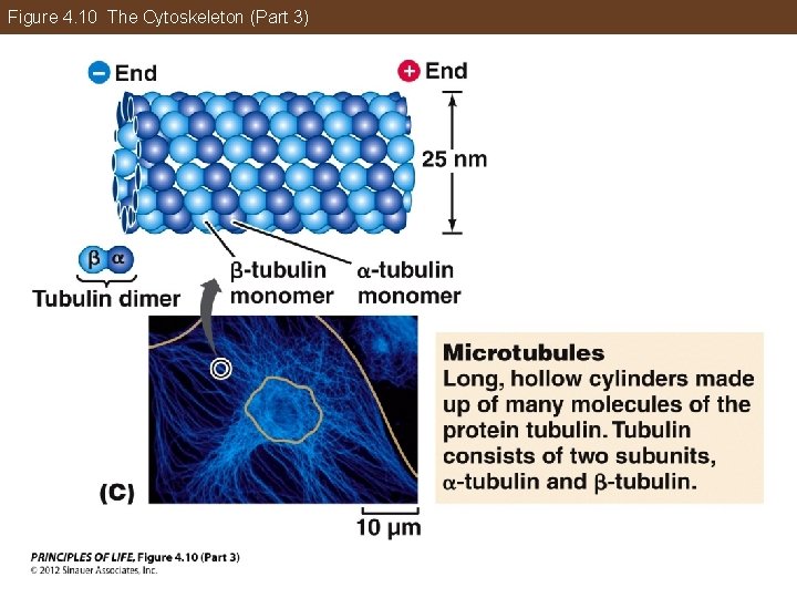 Figure 4. 10 The Cytoskeleton (Part 3) 