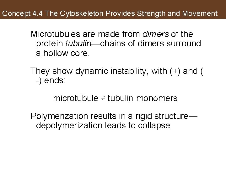 Concept 4. 4 The Cytoskeleton Provides Strength and Movement Microtubules are made from dimers