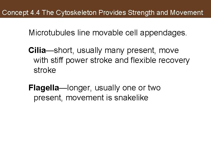 Concept 4. 4 The Cytoskeleton Provides Strength and Movement Microtubules line movable cell appendages.