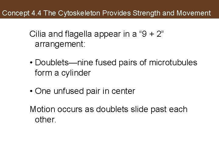Concept 4. 4 The Cytoskeleton Provides Strength and Movement Cilia and flagella appear in