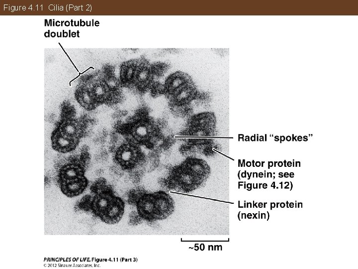 Figure 4. 11 Cilia (Part 2) 