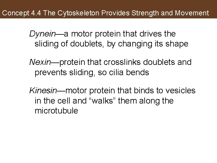 Concept 4. 4 The Cytoskeleton Provides Strength and Movement Dynein—a motor protein that drives