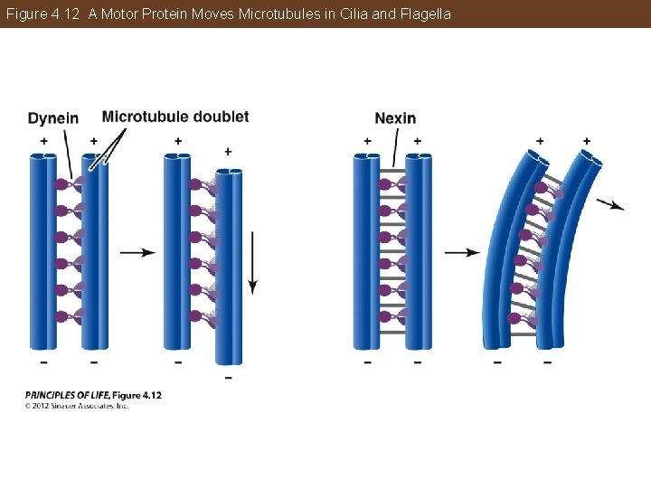 Figure 4. 12 A Motor Protein Moves Microtubules in Cilia and Flagella 