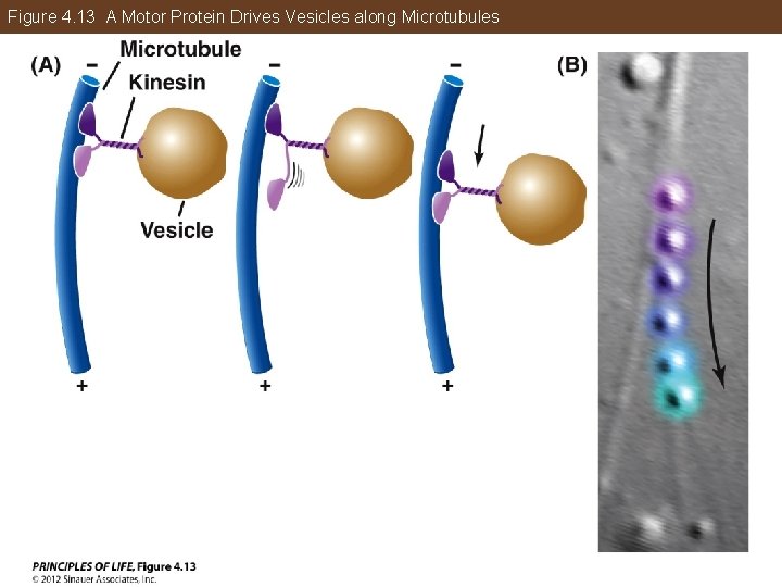 Figure 4. 13 A Motor Protein Drives Vesicles along Microtubules 