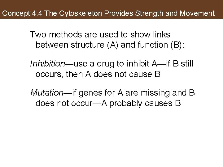 Concept 4. 4 The Cytoskeleton Provides Strength and Movement Two methods are used to