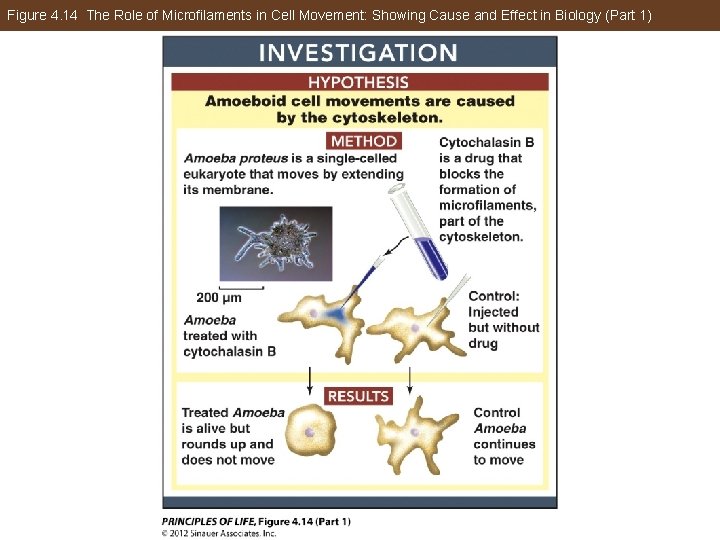 Figure 4. 14 The Role of Microfilaments in Cell Movement: Showing Cause and Effect