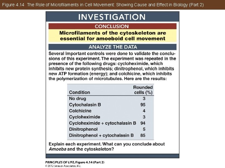 Figure 4. 14 The Role of Microfilaments in Cell Movement: Showing Cause and Effect