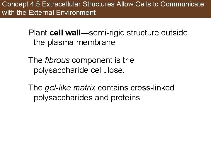 Concept 4. 5 Extracellular Structures Allow Cells to Communicate with the External Environment Plant