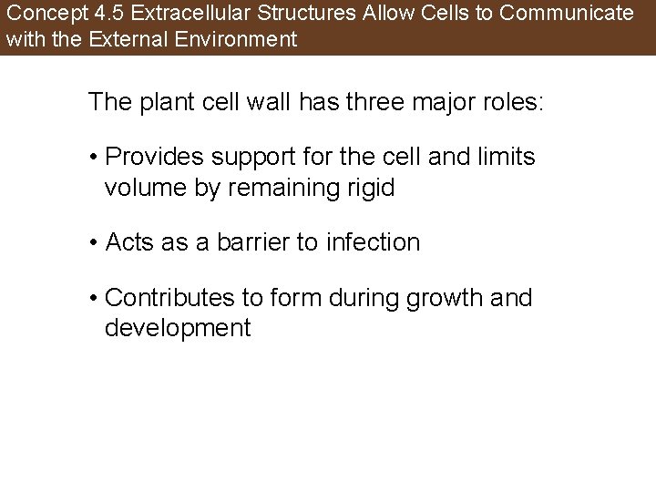 Concept 4. 5 Extracellular Structures Allow Cells to Communicate with the External Environment The