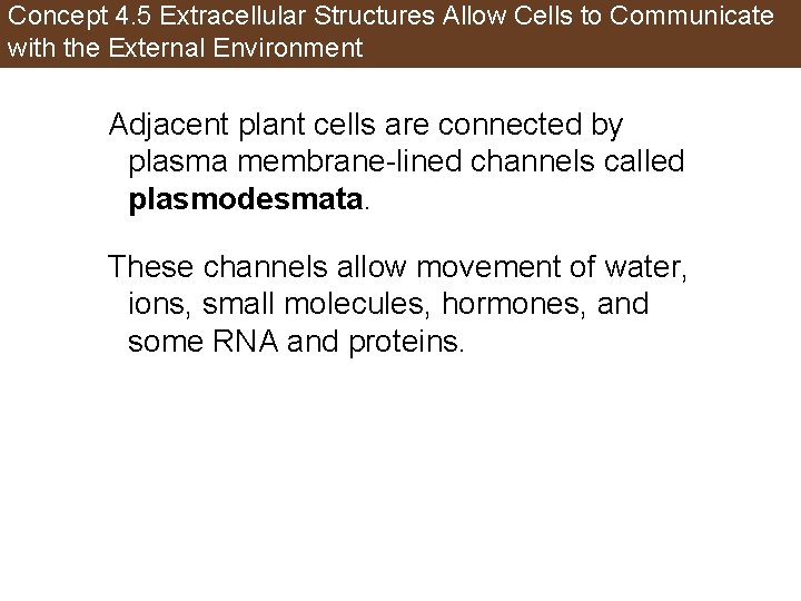 Concept 4. 5 Extracellular Structures Allow Cells to Communicate with the External Environment Adjacent