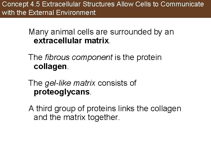 Concept 4. 5 Extracellular Structures Allow Cells to Communicate with the External Environment Many