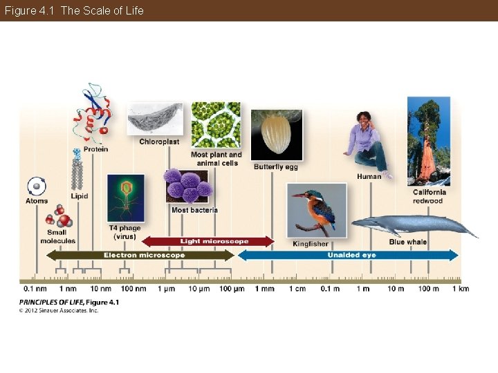 Figure 4. 1 The Scale of Life 