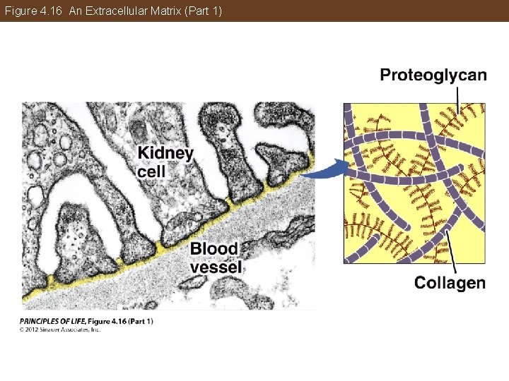 Figure 4. 16 An Extracellular Matrix (Part 1) 