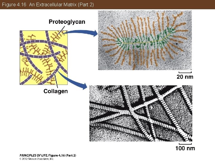 Figure 4. 16 An Extracellular Matrix (Part 2) 