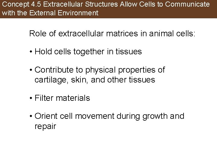 Concept 4. 5 Extracellular Structures Allow Cells to Communicate with the External Environment Role