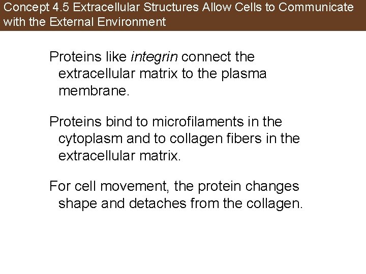 Concept 4. 5 Extracellular Structures Allow Cells to Communicate with the External Environment Proteins