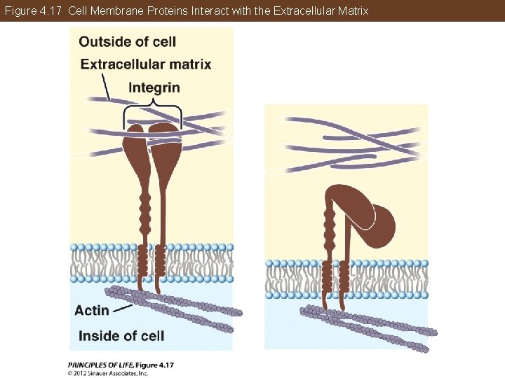 Figure 4. 17 Cell Membrane Proteins Interact with the Extracellular Matrix 