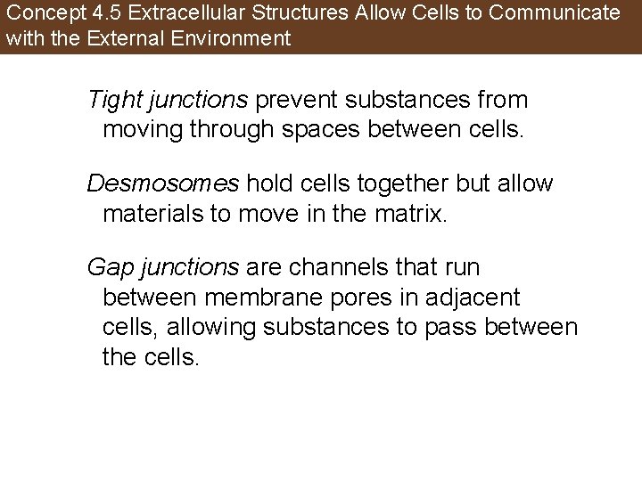 Concept 4. 5 Extracellular Structures Allow Cells to Communicate with the External Environment Tight