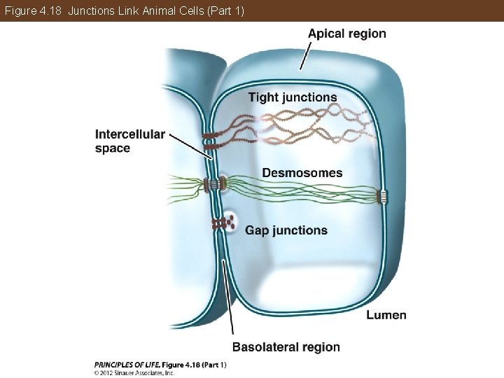 Figure 4. 18 Junctions Link Animal Cells (Part 1) 