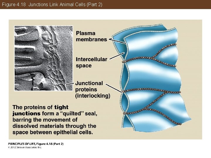 Figure 4. 18 Junctions Link Animal Cells (Part 2) 