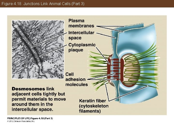 Figure 4. 18 Junctions Link Animal Cells (Part 3) 