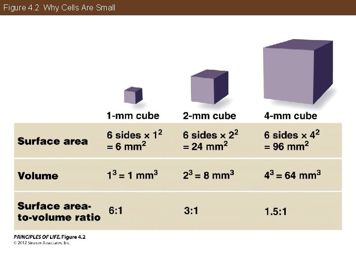 Figure 4. 2 Why Cells Are Small 