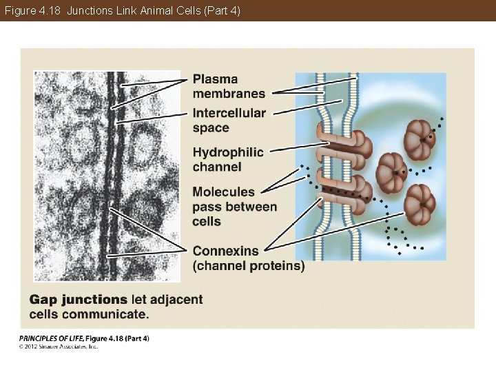 Figure 4. 18 Junctions Link Animal Cells (Part 4) 