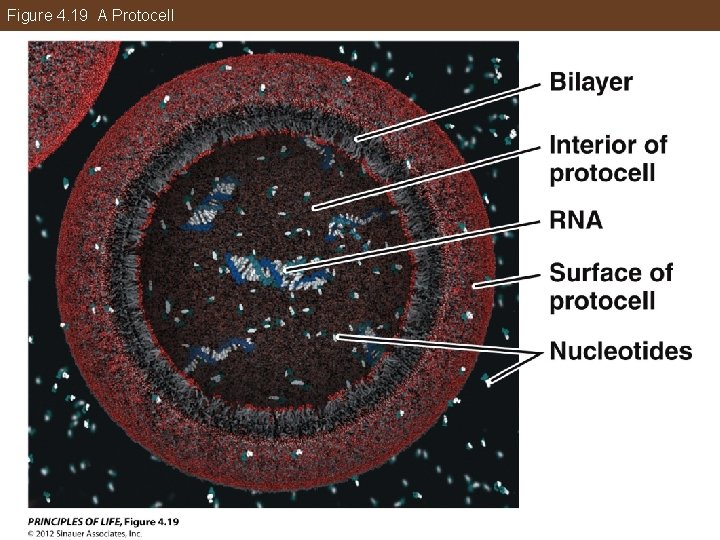 Figure 4. 19 A Protocell 