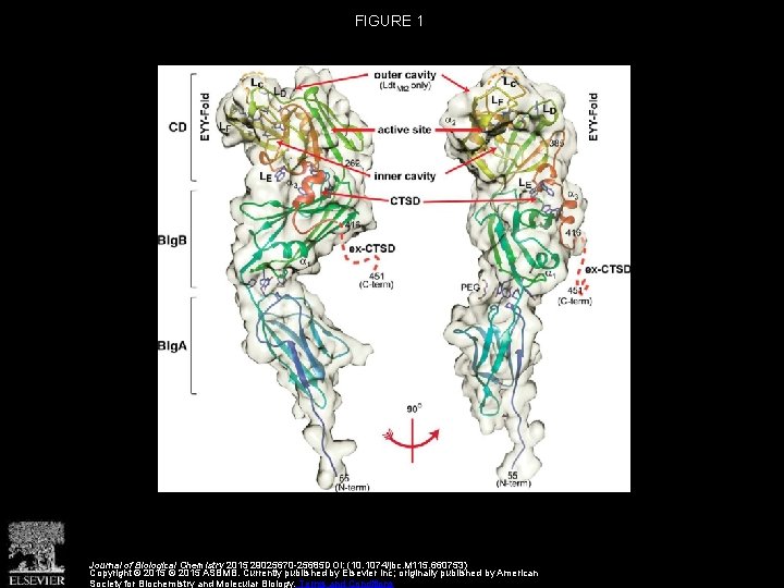 FIGURE 1 Journal of Biological Chemistry 2015 29025670 -25685 DOI: (10. 1074/jbc. M 115.