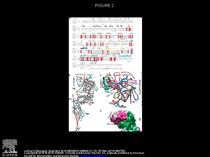 FIGURE 2 Journal of Biological Chemistry 2015 29025670 -25685 DOI: (10. 1074/jbc. M 115.