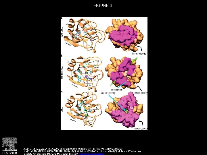 FIGURE 3 Journal of Biological Chemistry 2015 29025670 -25685 DOI: (10. 1074/jbc. M 115.