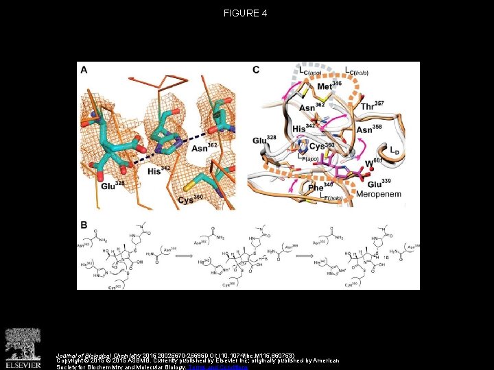 FIGURE 4 Journal of Biological Chemistry 2015 29025670 -25685 DOI: (10. 1074/jbc. M 115.