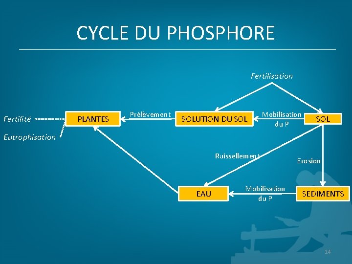 CYCLE DU PHOSPHORE Fertilisation Fertilité PLANTES Prélèvement SOLUTION DU SOL Mobilisation du P SOL