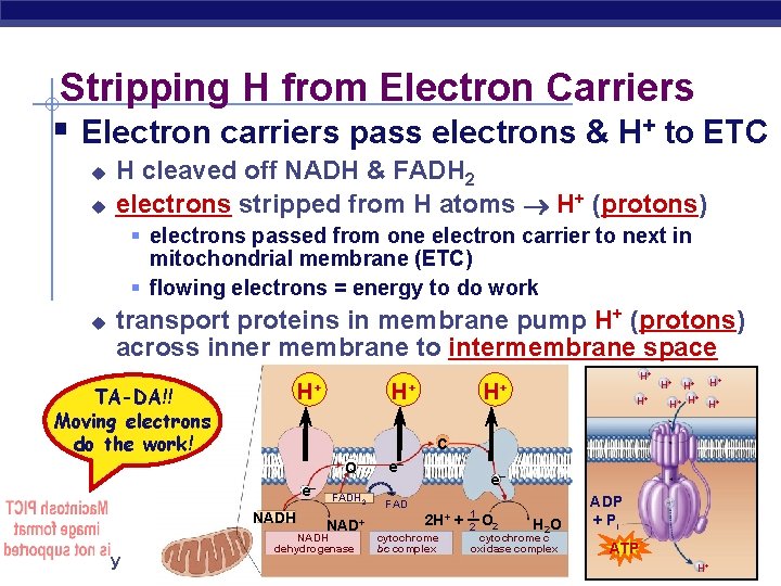 Stripping H from Electron Carriers § Electron carriers pass electrons & H+ to ETC