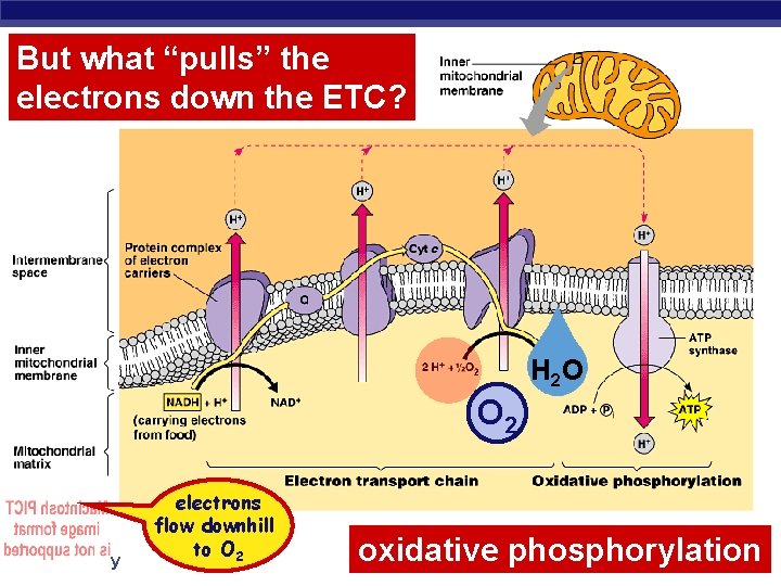 But what “pulls” the electrons down the ETC? H 2 O O 2 AP